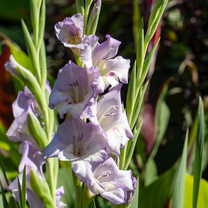 Gladiolo - 60 Pzs - Gladiolus Pastel Mix - Bulbos De Flores_3