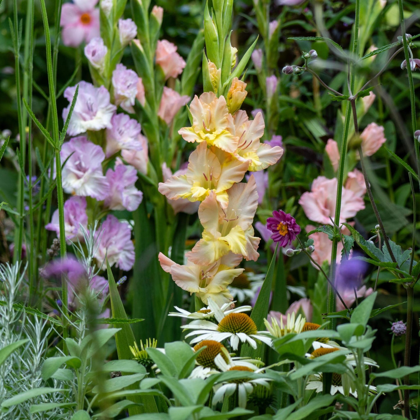 Gladiolo - 60 Pzs - Gladiolus Pastel Mix - Bulbos De Flores_4