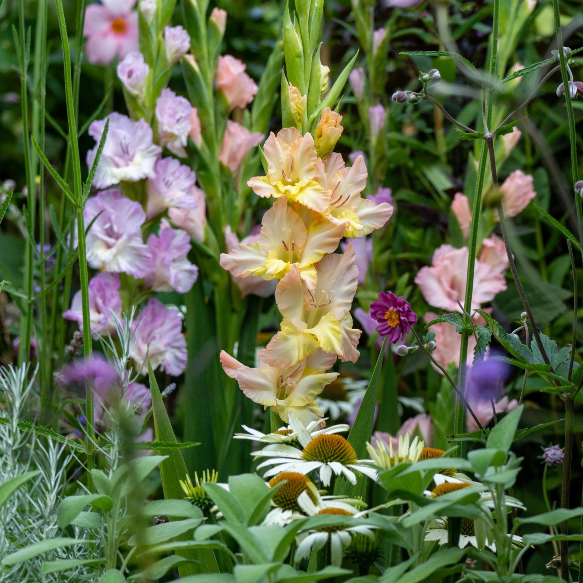 Gladiolo - 60 Pzs - Gladiolus Pastel Mix - Bulbos De Flores_4