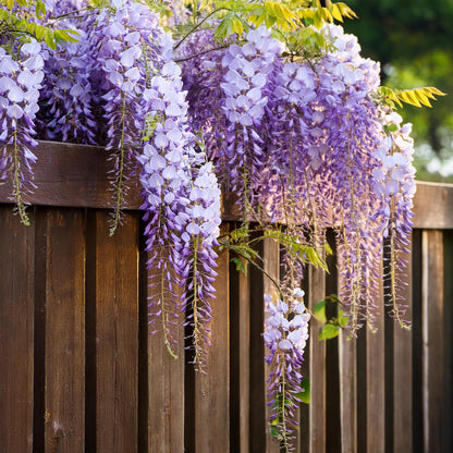 Glicinia China - 3 Pzs - Wisteria Sinensis - Altura 25-40cm - ⌀9cm_1