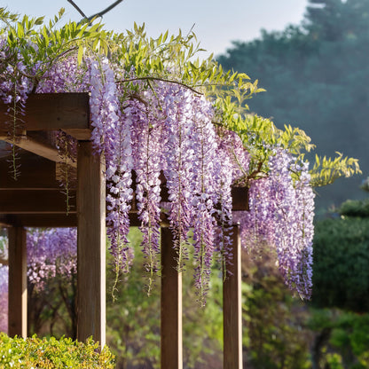 Glicinia China - 3 Pzs - Wisteria Sinensis - Altura 25-40cm - ⌀9cm_4