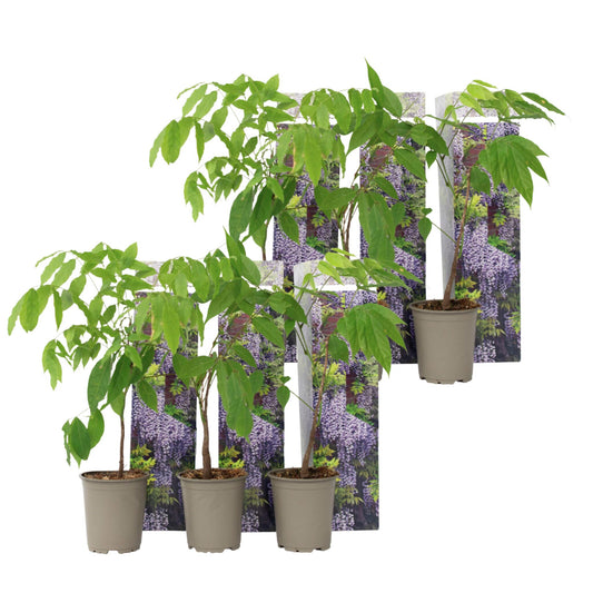 Glicinia China - 6 Pzs - Wisteria Sinensis - Altura 25-40cm - ⌀9cm_0