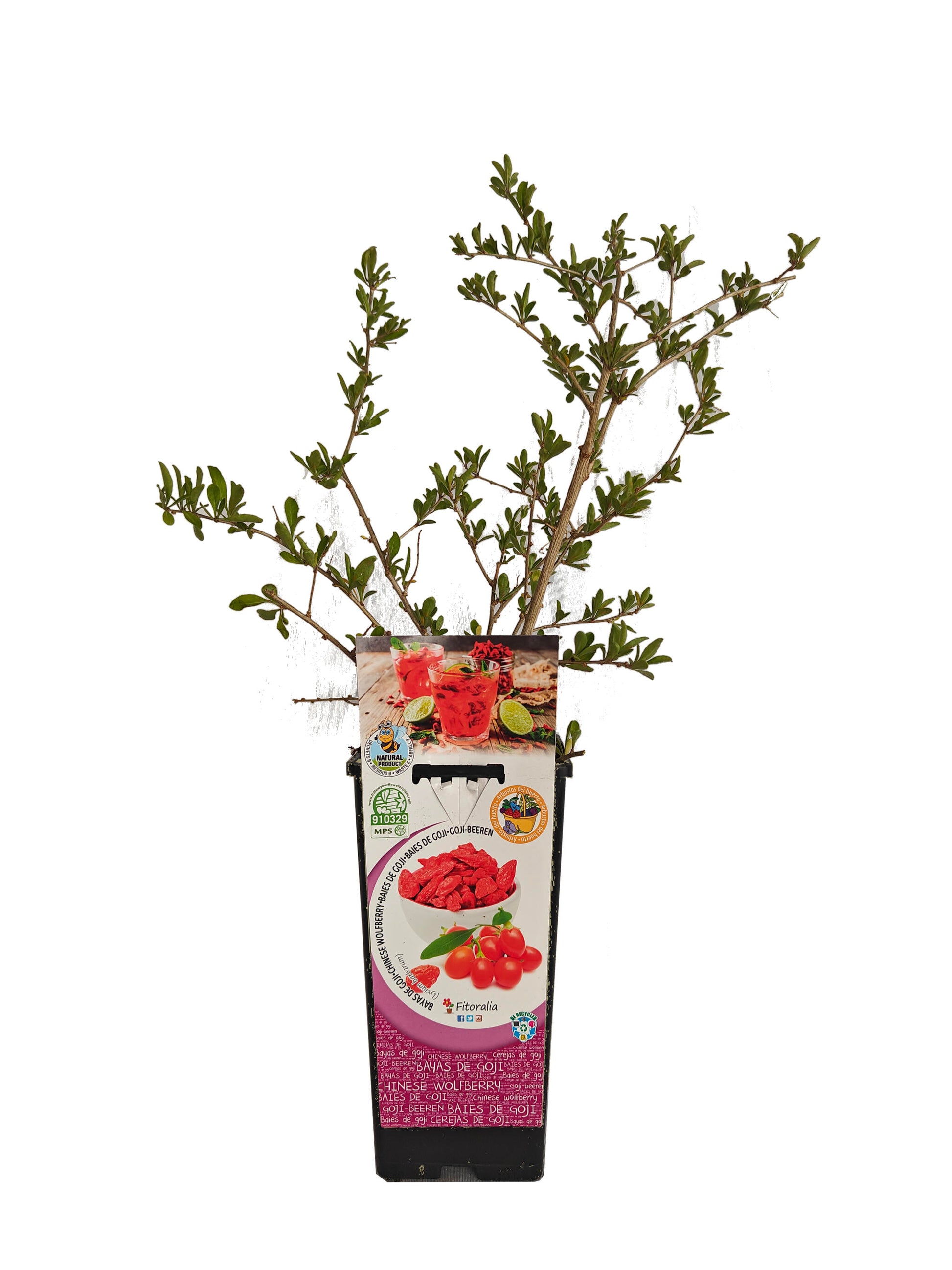 Goji En Maceta 2 L. Natural - Fitoralia_0