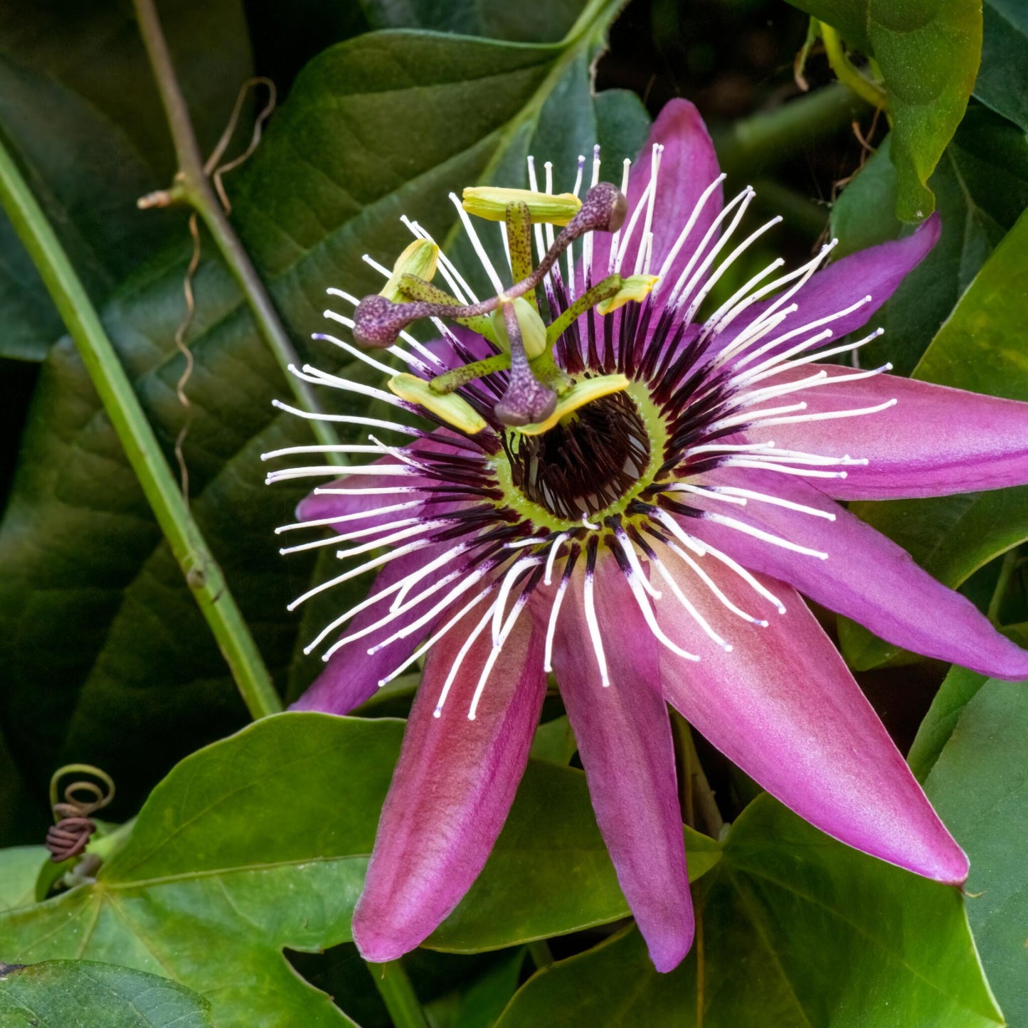 Granadilla - 2 Pzs - Passiflora 'victoria' - Altura 110-120cm - ⌀17cm_3