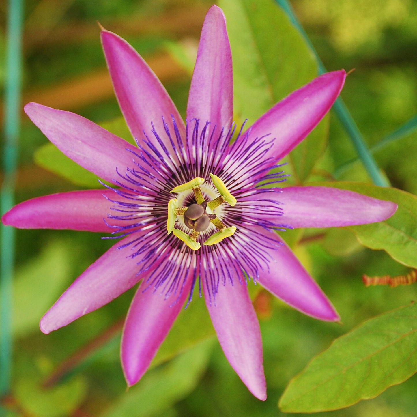 Granadilla - 6 Pzs - Passiflora Hybridum - Altura 25-40cm - ⌀9cm_3