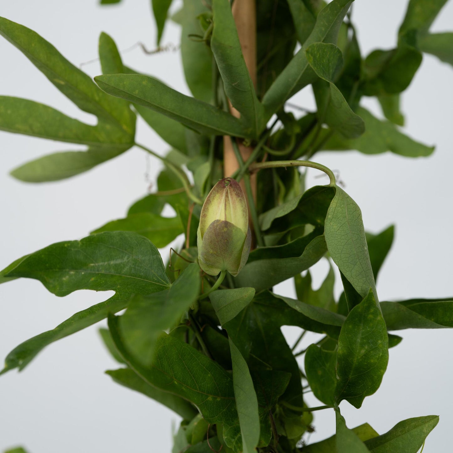 Granadilla - Passiflora X Violacea 'victoria' - Altura 110-120cm - ⌀17cm_3