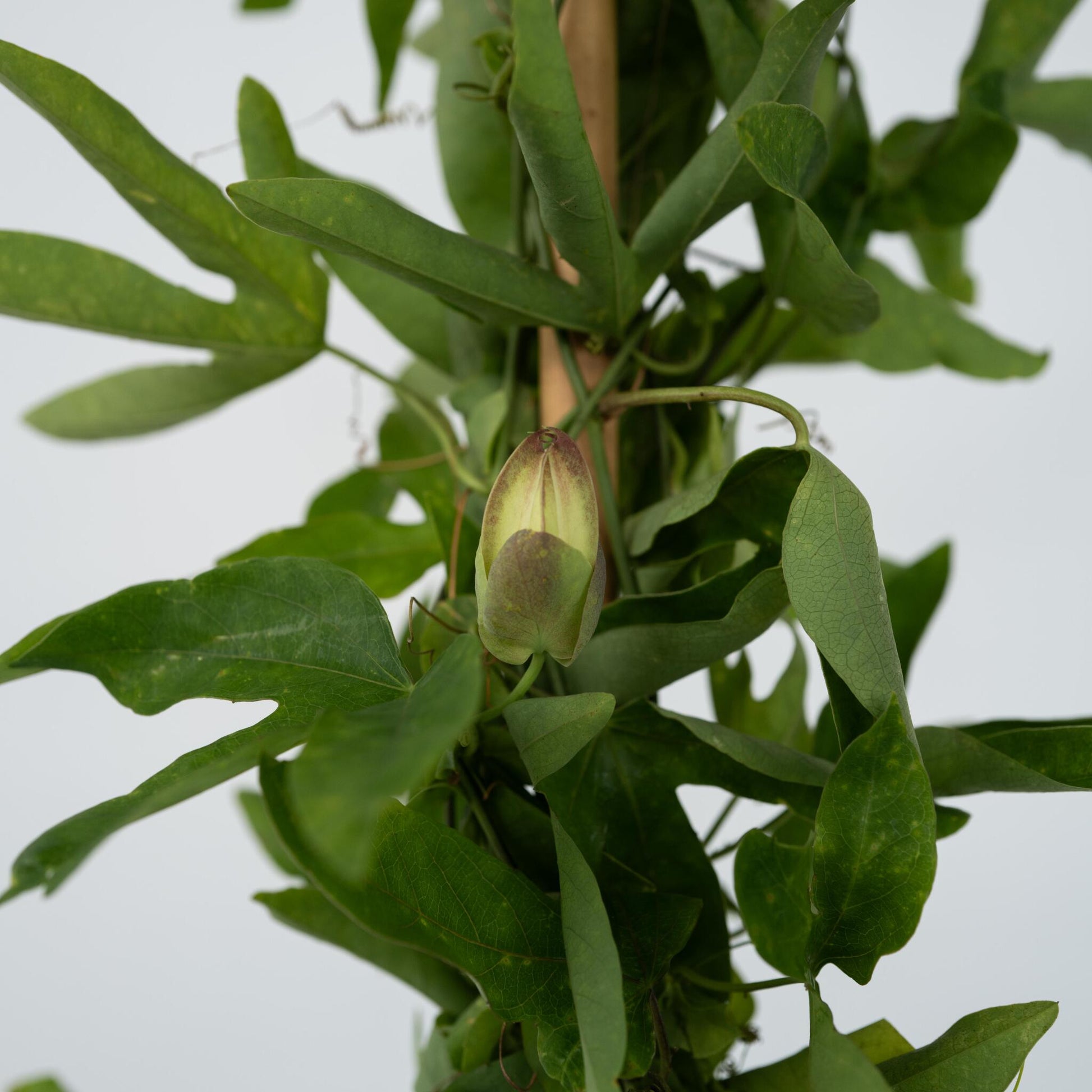 Granadilla - Passiflora X Violacea 'victoria' - Altura 110-120cm - ⌀17cm_3