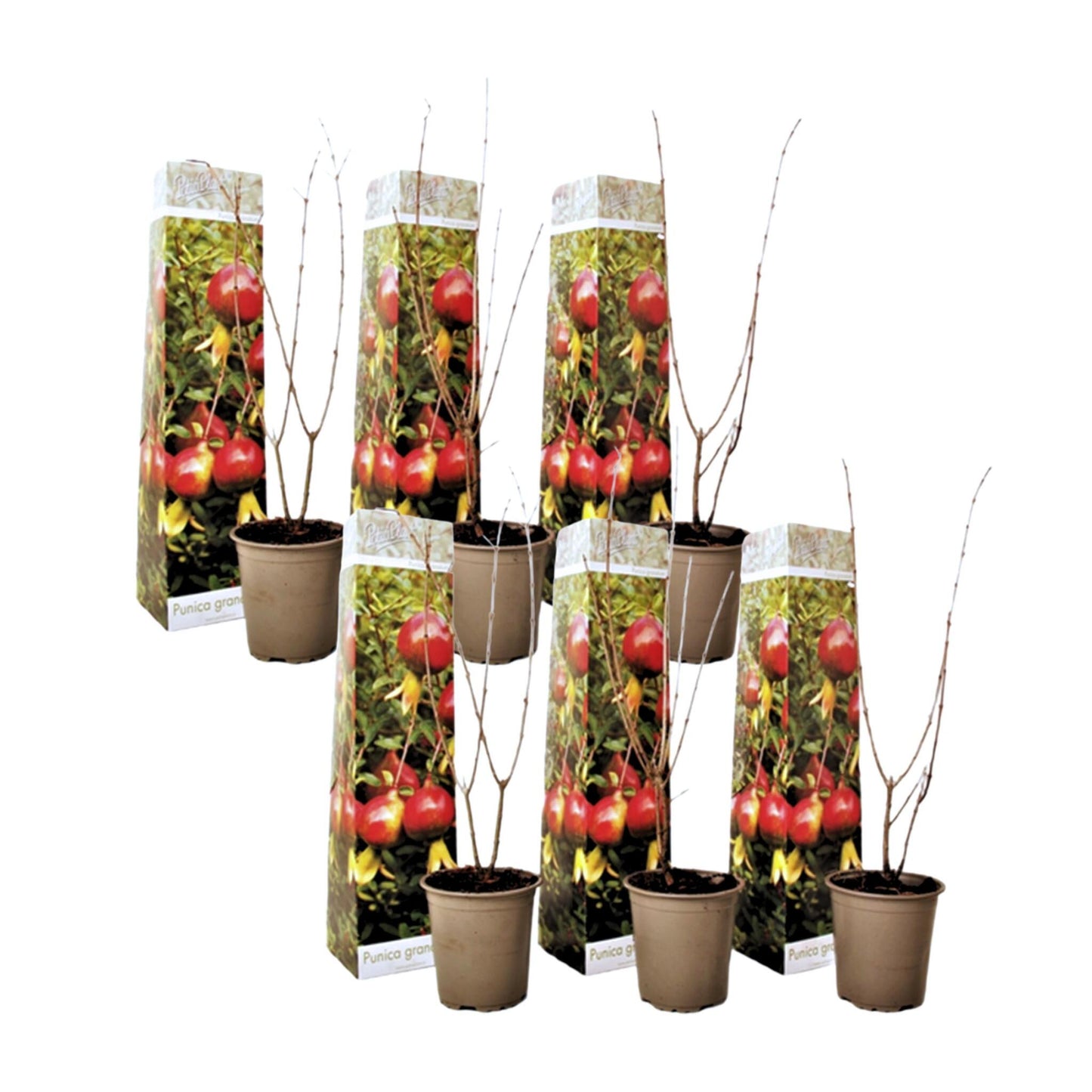 Granado - 6 Pzs - Punica Granatum - Altura 25-40cm - ⌀9cm_0