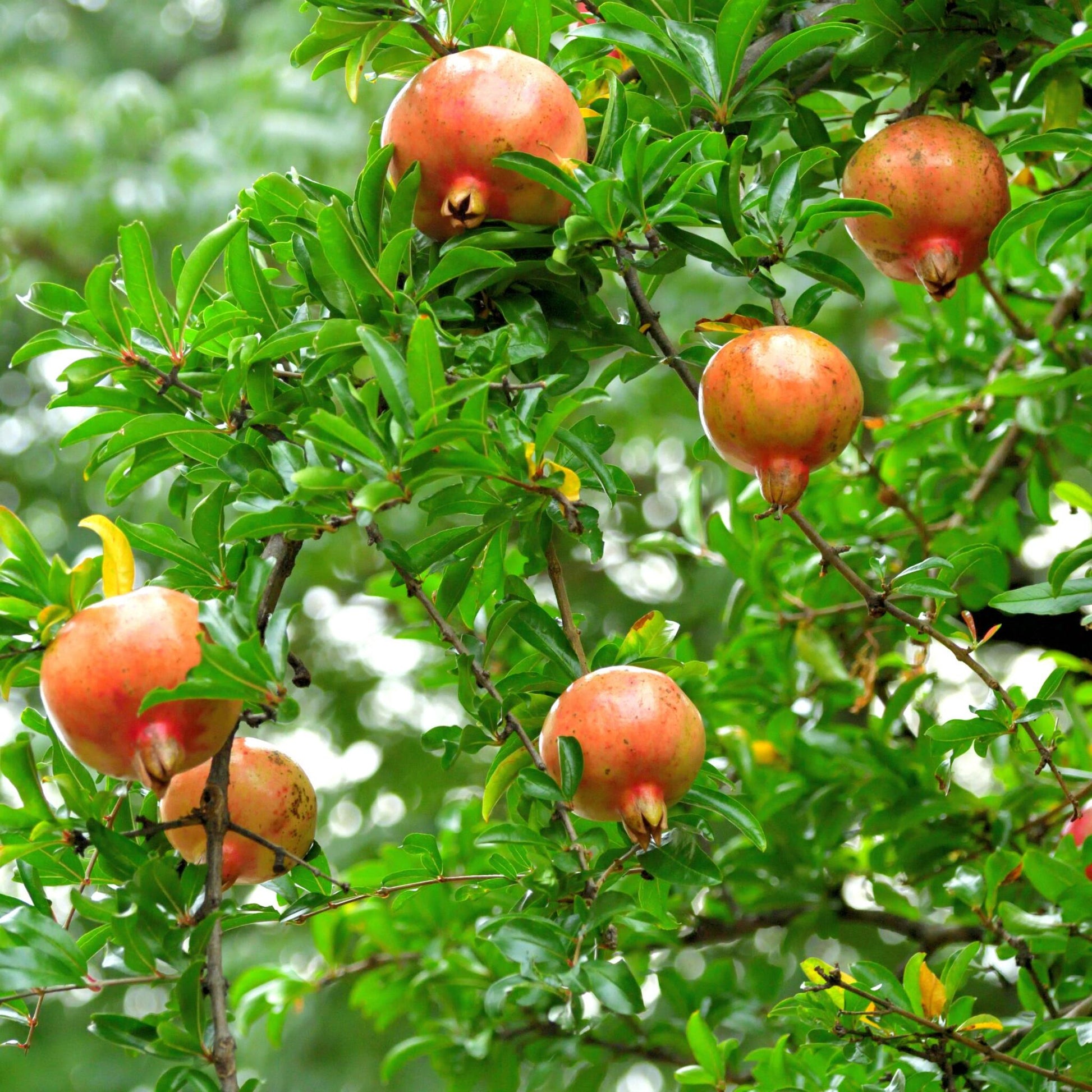 Granado - 6 Pzs - Punica Granatum - Altura 25-40cm - ⌀9cm_1