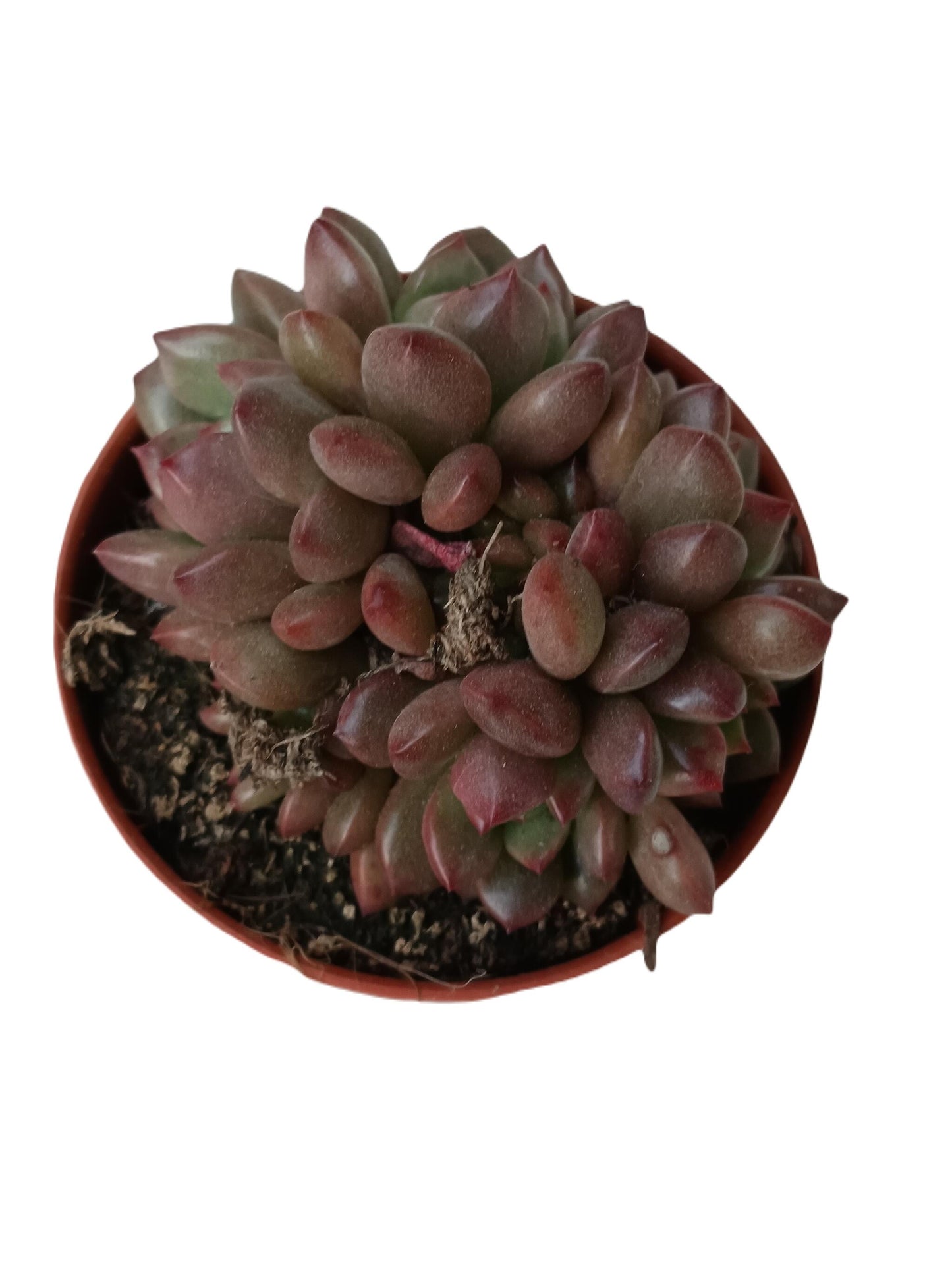 Graptoveria Bashful Planta Suculenta Ø5 Cm_0