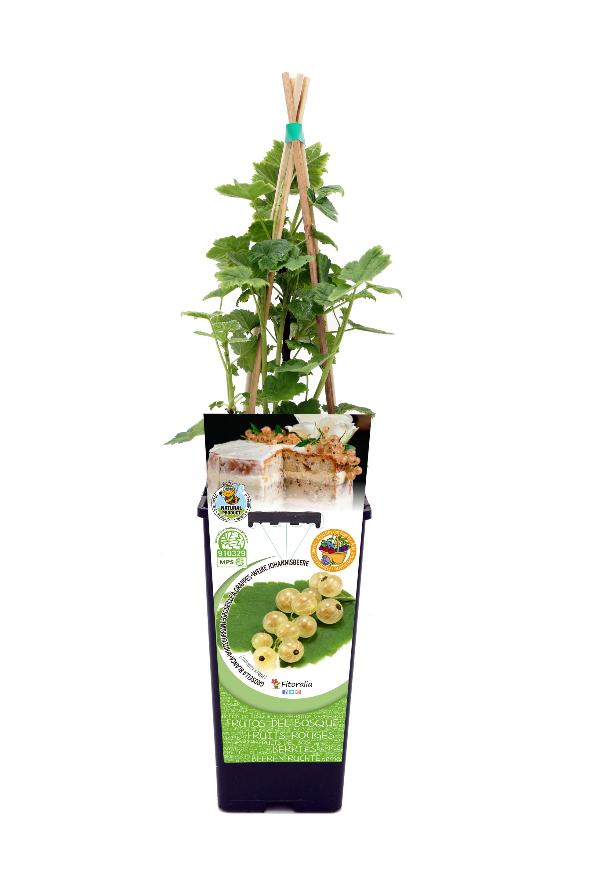 Grosella Blanca En Maceta 2 L. Natural - Fitoralia_0