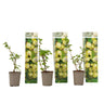 Grosella Espinosa - 3 Piezas - Ribes Uva- Crispa - Altura 25-40cm - ⌀9cm
