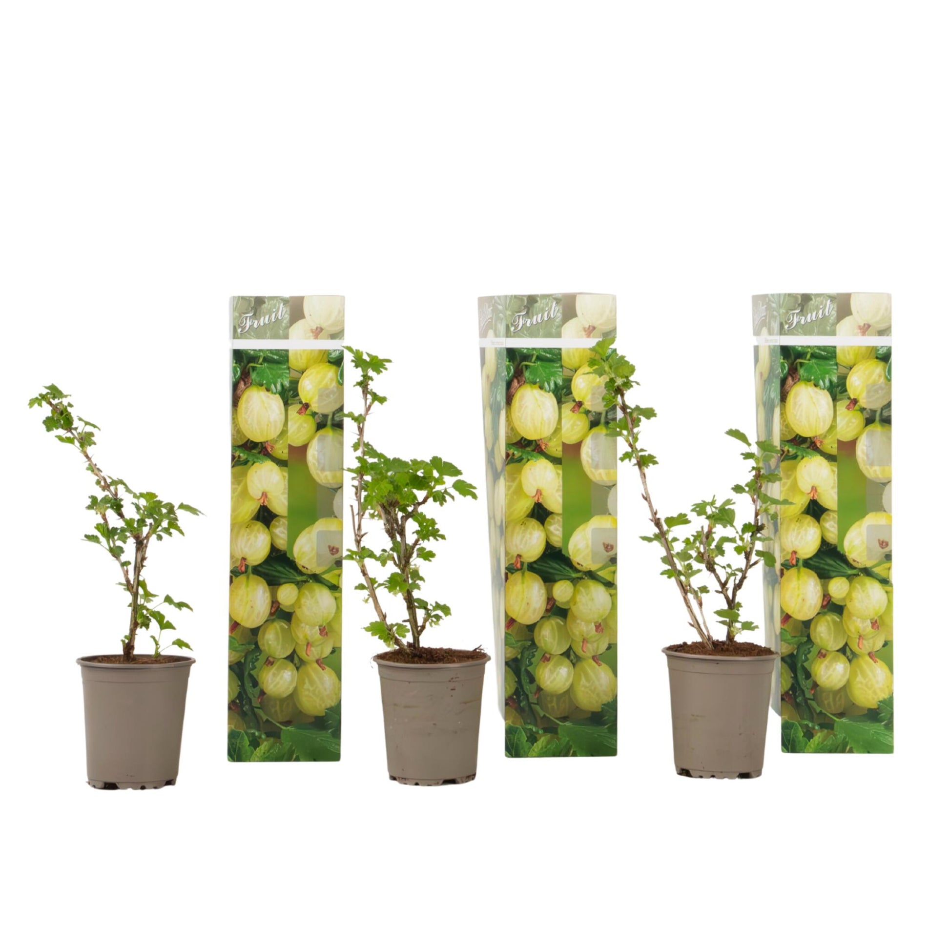 Grosella Espinosa - 3 Piezas - Ribes Uva- Crispa - Altura 25-40cm - ⌀9cm_0