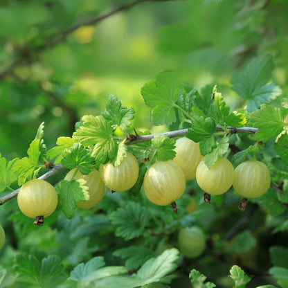Grosella Espinosa - 3 Piezas - Ribes Uva- Crispa - Altura 25-40cm - ⌀9cm_1