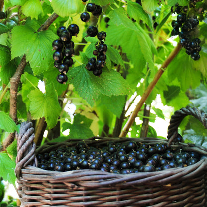 Grosella Negra - 2 Pzs - Ribes Nigrum 'titania' - Altura 90-100cm - ⌀21cm_1