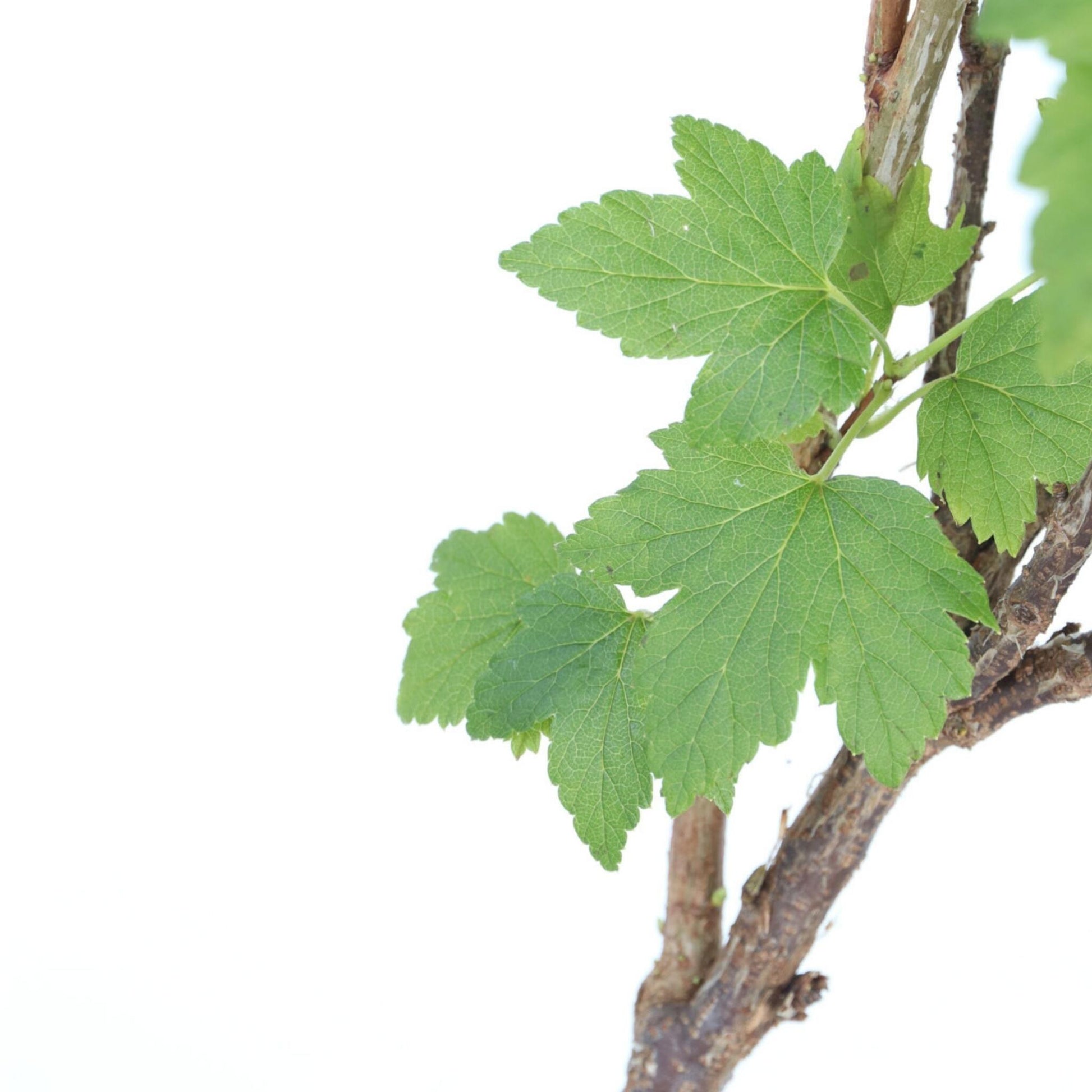 Grosella Negra - Ribes Nigrum 'titania' - Altura 90-100cm - ⌀21cm_3