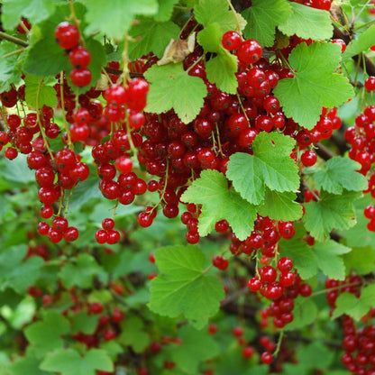 Grosella Roja - 3 Piezas - Ribes Rubrum - Altura 25-40cm - ⌀9cm_1