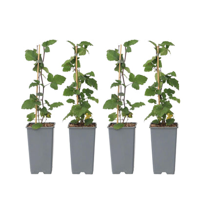 Grosella Roja - 4 Pzs - Ribes Rubrum 'jonkheer Van Tets' - A50-60cm - ⌀15cm_0