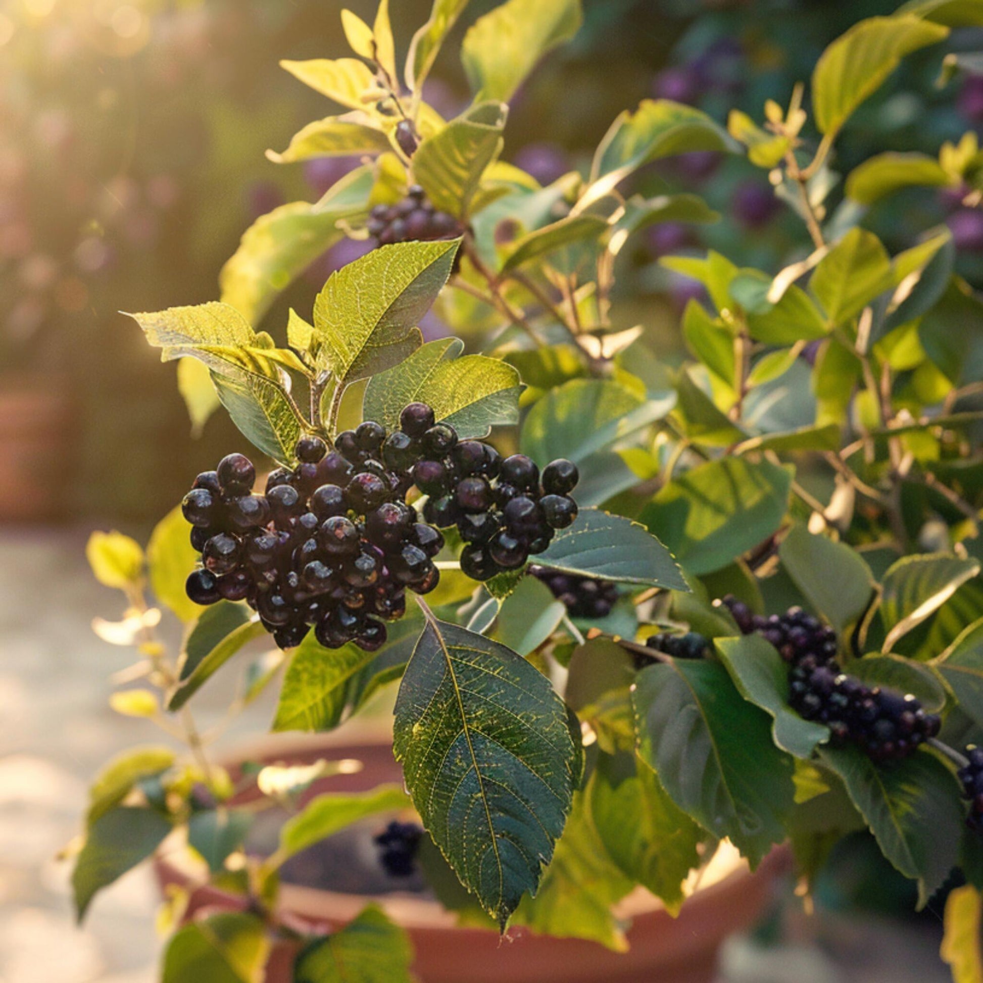 Grosello Negro - 3 Piezas - Ribes Nigrum - Altura 25-40cm - ⌀9cm_1