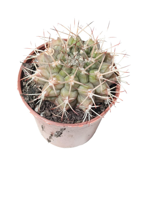 Gymnocalycium Sp Planta Suculenta Natural Ø5_0