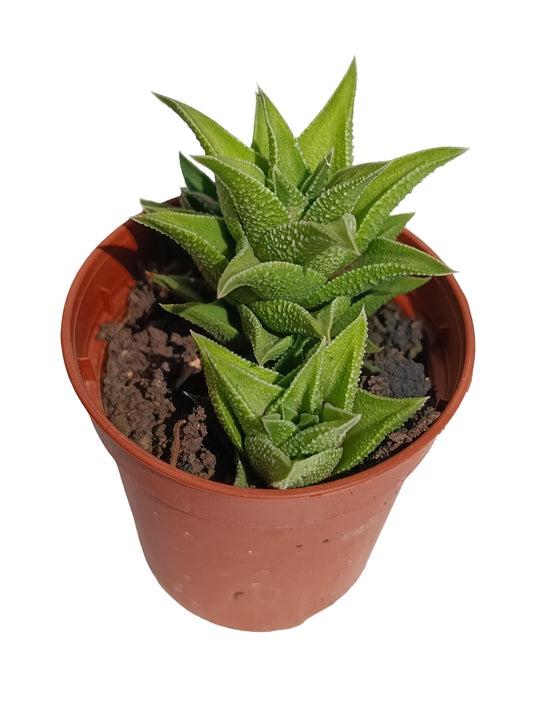 Haworthiopsis Tortuosa Planta Suculenta Natural Ø5_0