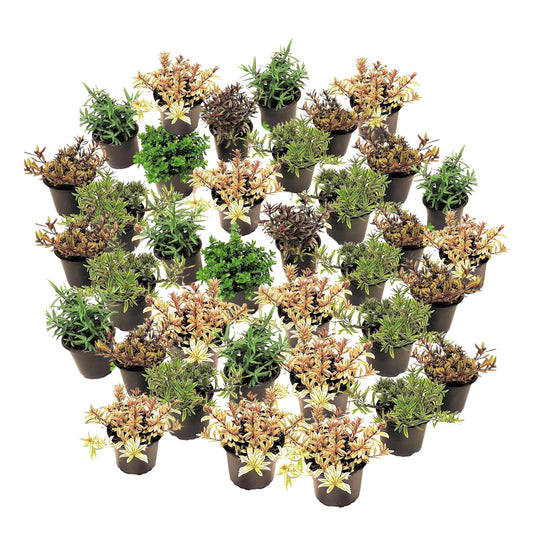 Hebe De Hojas Gruesas - 36 Pzs - Hebe Pinguifolia - Altura 15-20cm - ⌀105cm_0