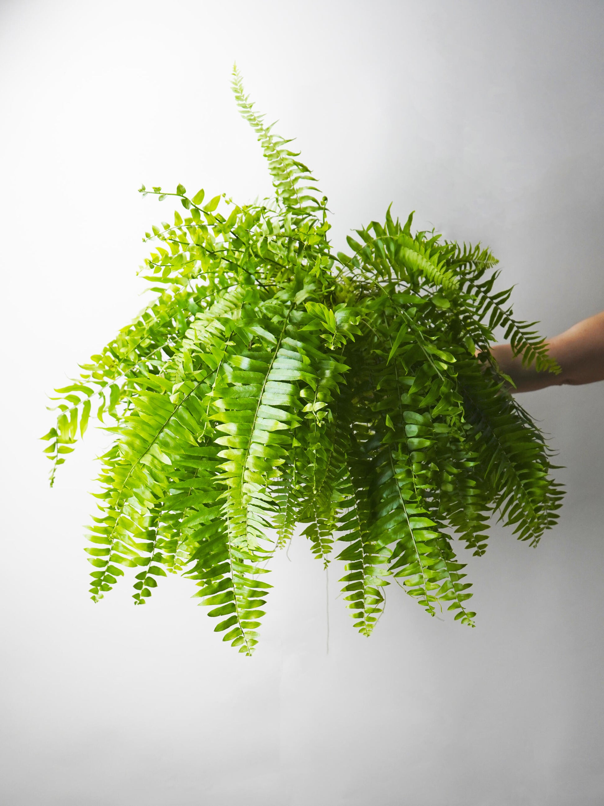 Helecho | Altura 55cm - Diámetro 19cm_0