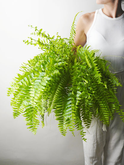 Helecho | Altura 55cm - Diámetro 19cm_1