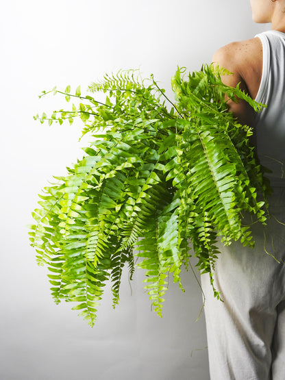 Helecho | Altura 55cm - Diámetro 19cm_2