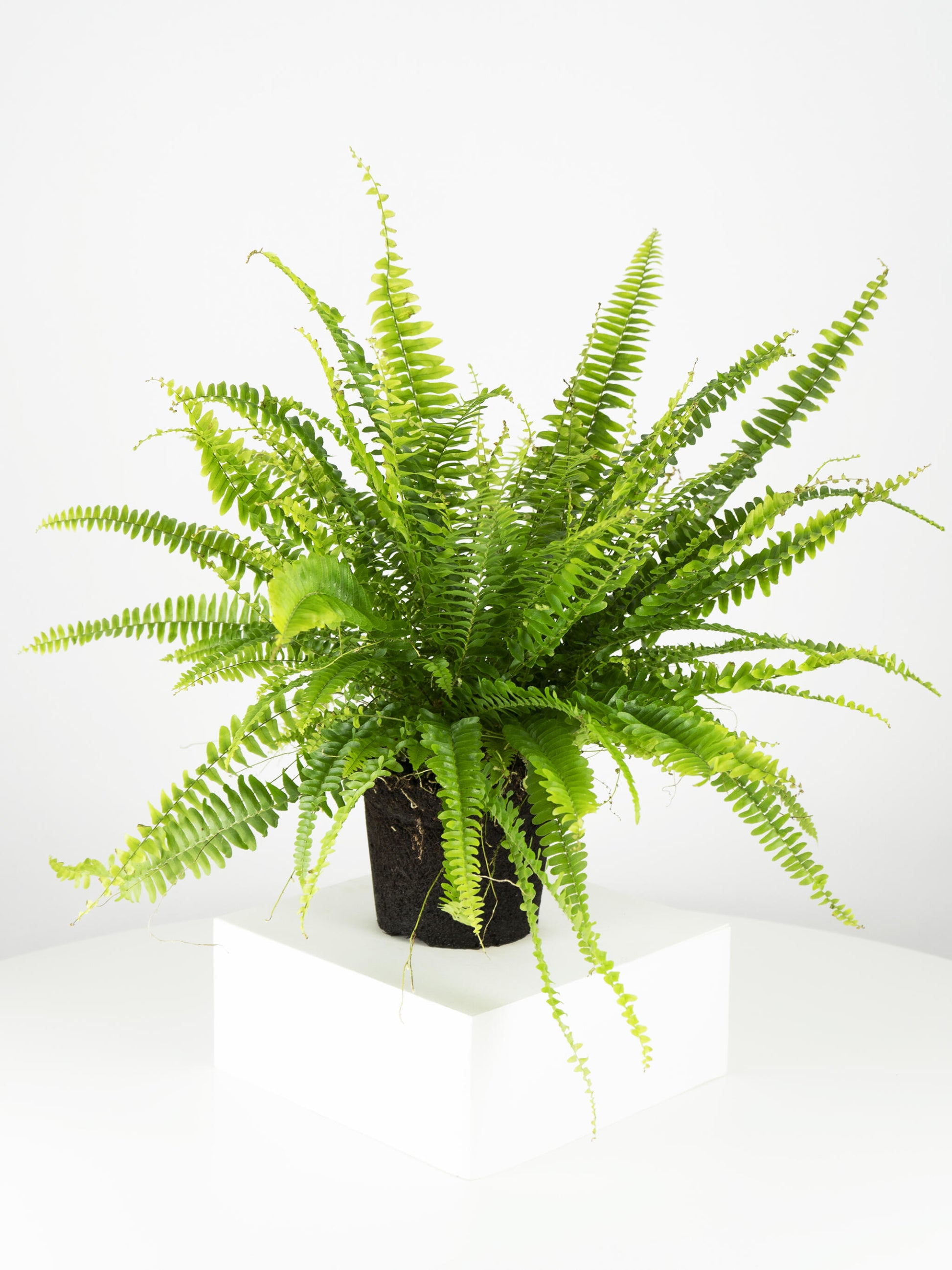 Helecho | Altura 55cm - Diámetro 19cm_4