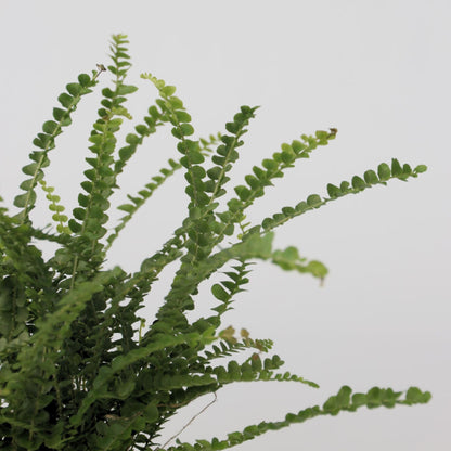 Helecho Espada - 2 Pzs - Nephrolepis 'duffii' - Altura 25-40cm - ⌀12cm_3