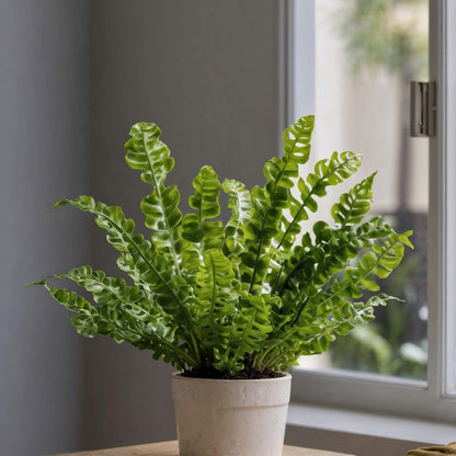 Helecho Nido De Ave - 2 Pzs - Asplenium 'crispy Wave' - Altura 25-40cm - ⌀12cm_1