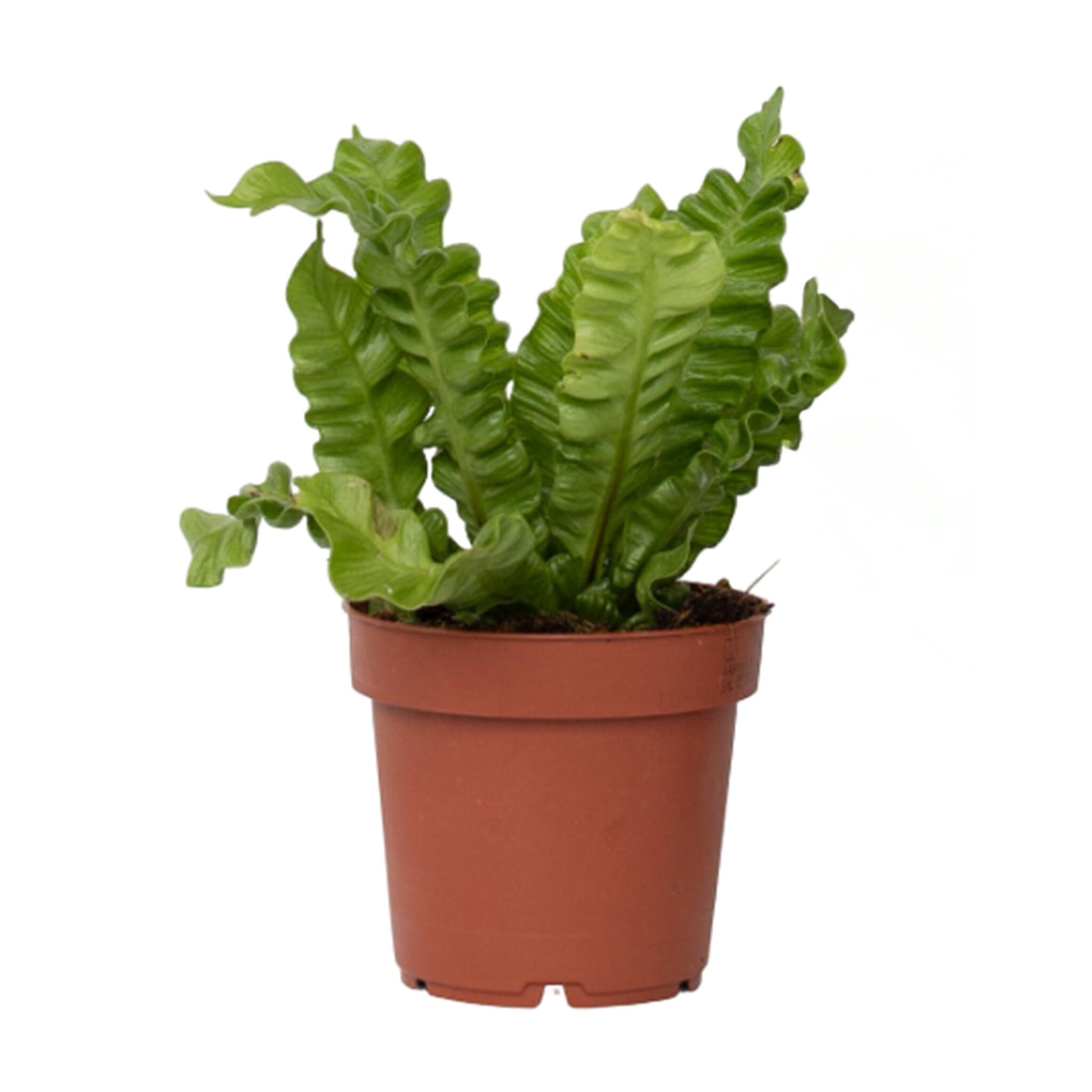 Helecho Nido De Ave - Asplenium Nidus 'crispy Wave' - Altura 25-40cm - ⌀12cm_0