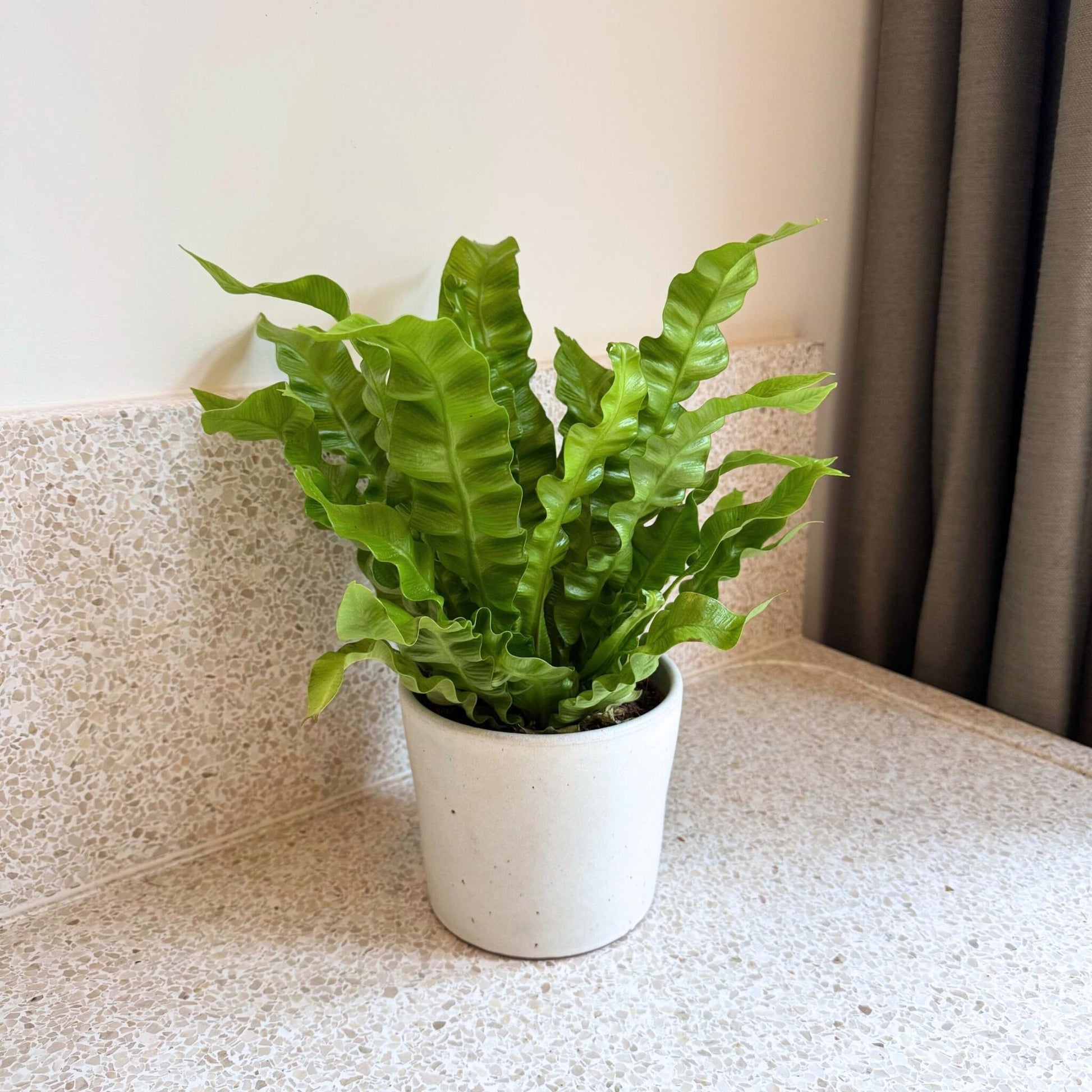 Helecho Nido De Ave - Asplenium Nidus 'crispy Wave' - Altura 25-40cm - ⌀12cm_1