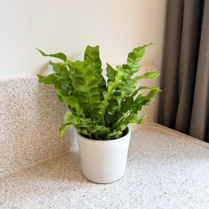 Helecho Nido De Ave - Asplenium Nidus 'crispy Wave' - Altura 25-40cm - ⌀12cm_1