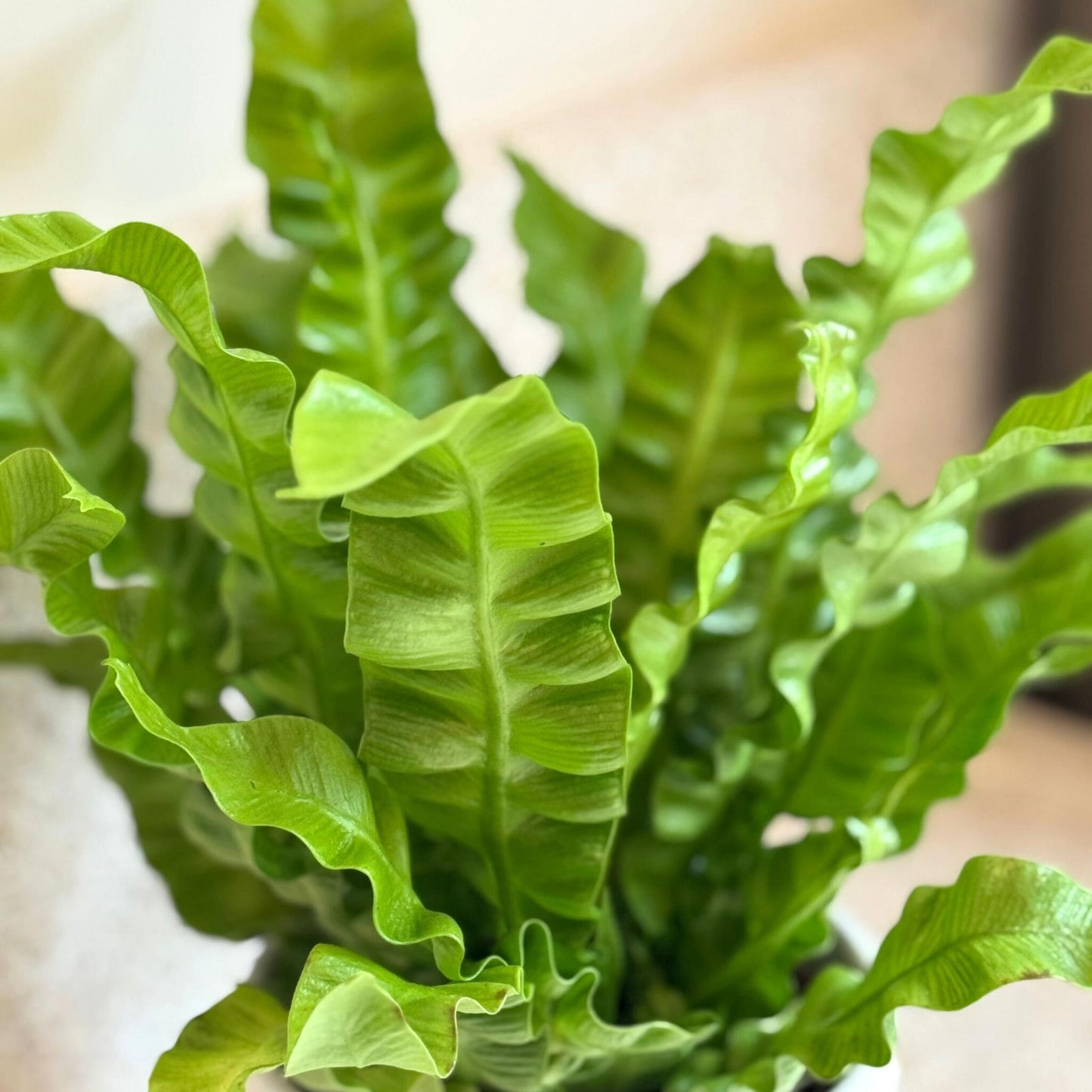 Helecho Nido De Ave - Asplenium Nidus 'crispy Wave' - Altura 25-40cm - ⌀12cm_3
