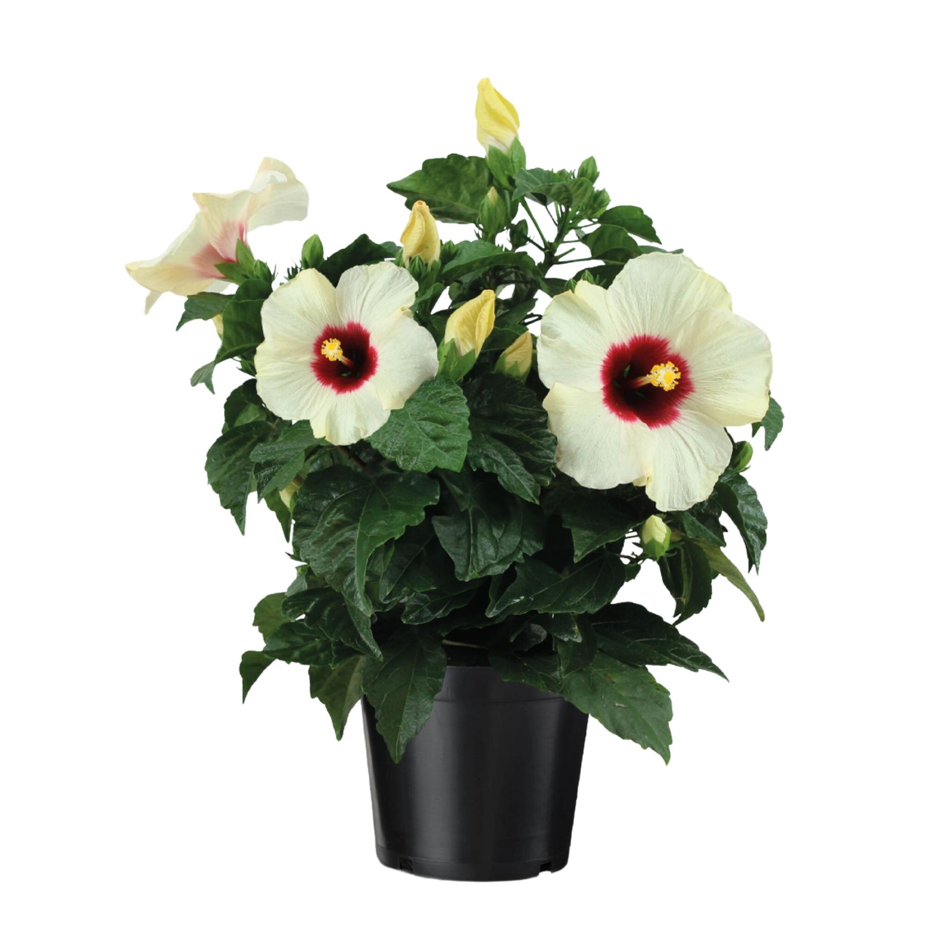 Hibisco Chino - Hibiscus Rosa-sinensis - Altura 40-50cm - Ø17cm_0