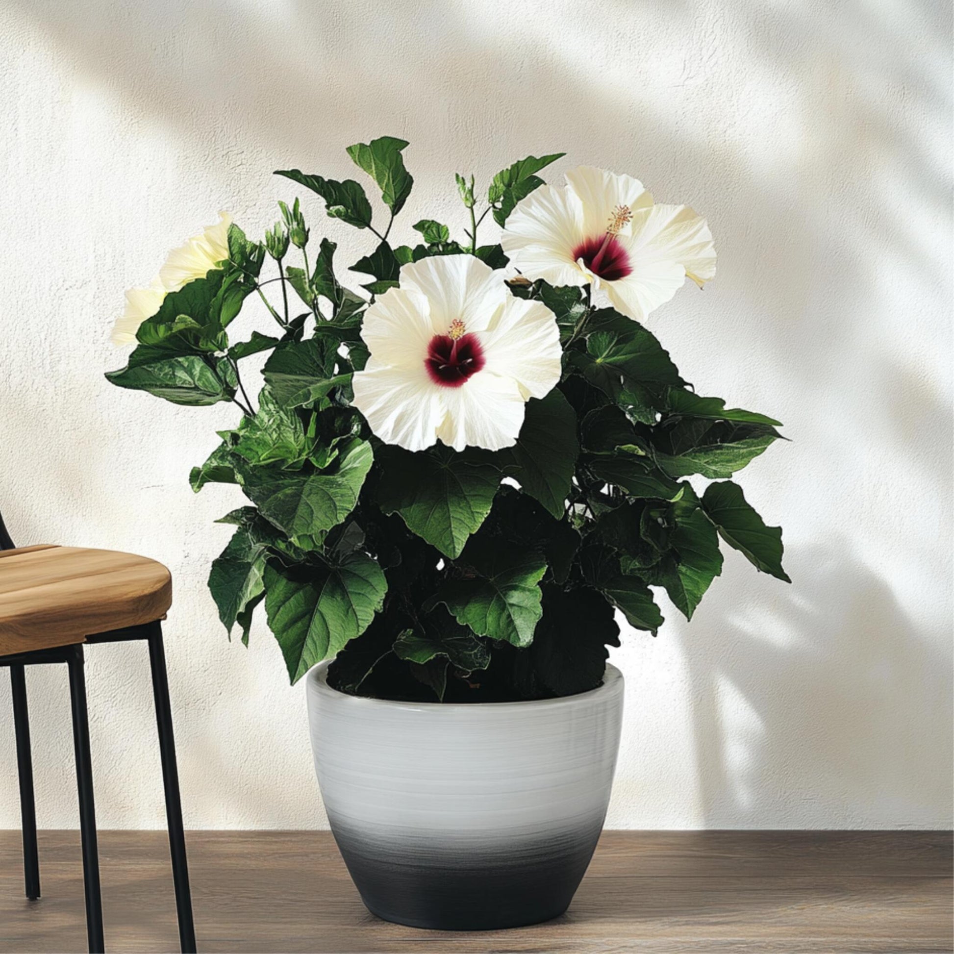 Hibisco Chino - Hibiscus Rosa-sinensis - Altura 40-50cm - Ø17cm_1