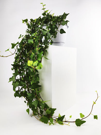 Hiedra O Hedera Colgante | Largo 110cm - Diámetro 24cm_3