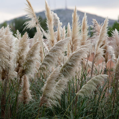Hierba Da Las Pampas - 6 Pzs - Cortaderia Selloana - Altura 25-40cm - ⌀9cm_1