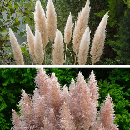 Hierba Da Las Pampas - 6 Pzs - Cortaderia Selloana - Altura 25-40cm - ⌀9cm_3