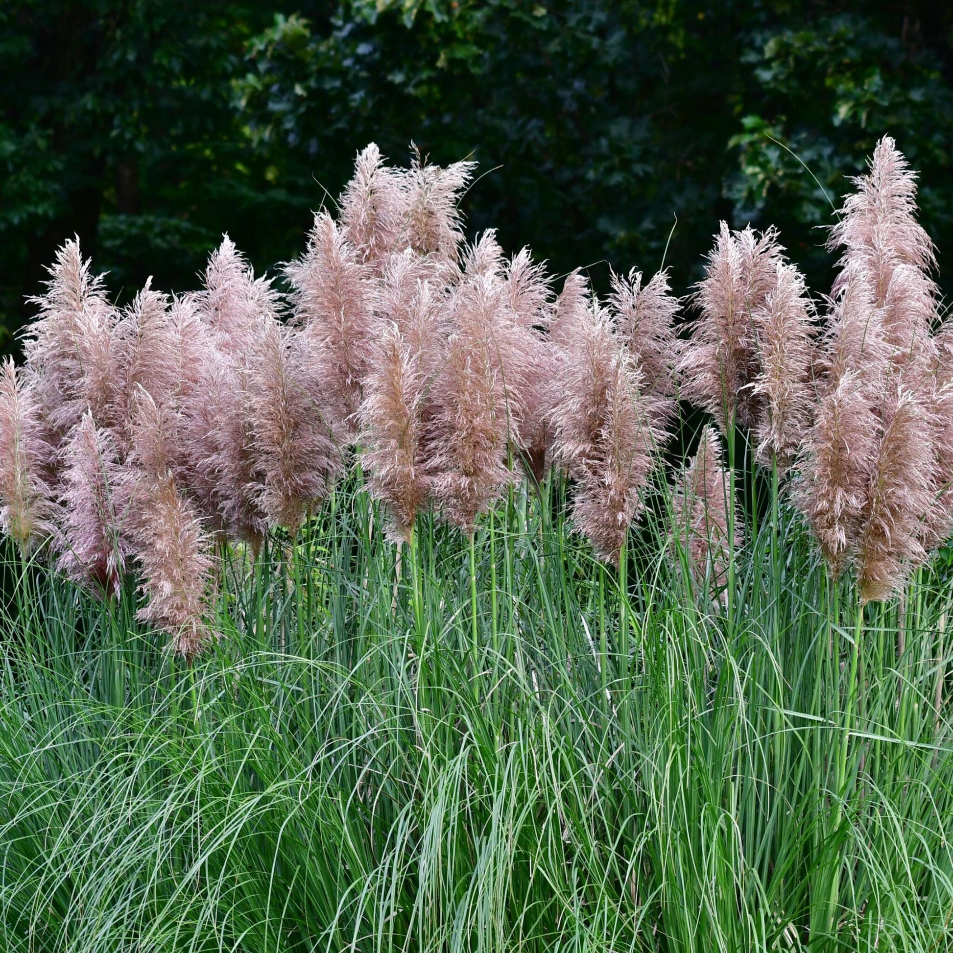 Hierba Da Las Pampas - 6 Pzs - Cortaderia Selloana - Altura 25-40cm - ⌀9cm_4