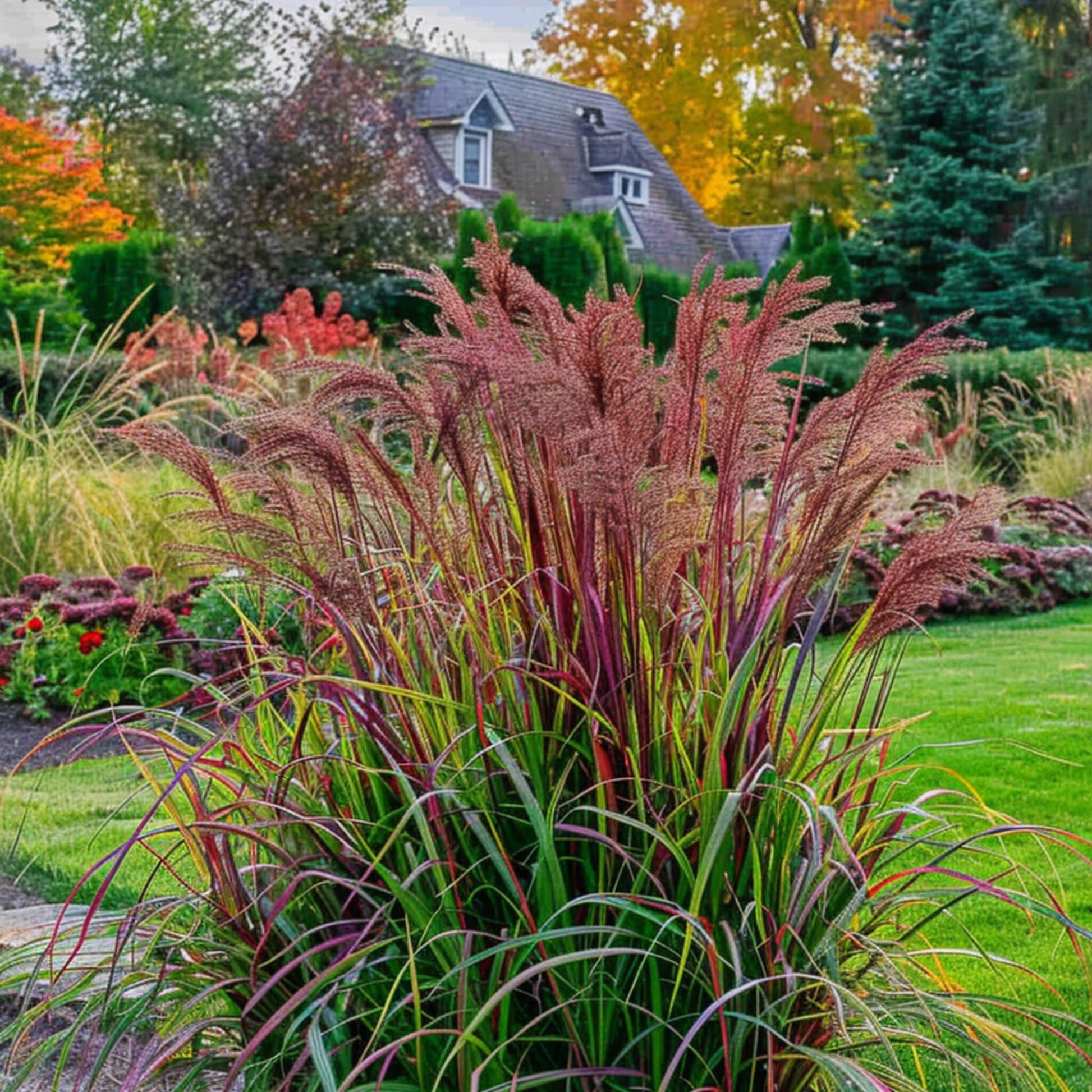 Hierba De Dedo - 2 Pzs - Panicum Virgatum 'squaw' - Altura 40-60cm - ⌀23cm_1