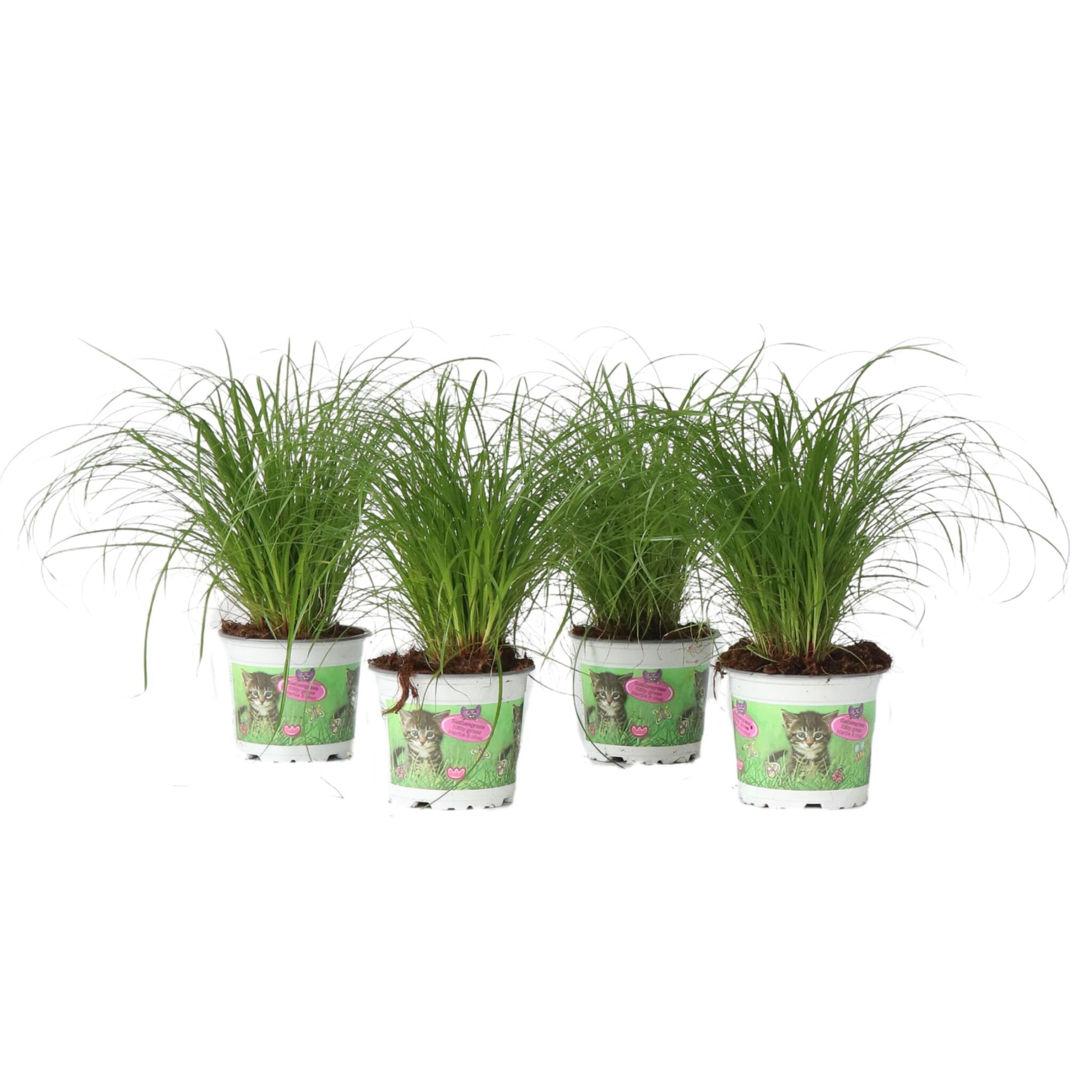 Hierba De Los Gatos - 4 Pzs - Cyperus Zumula - Altura 30-40cm - ⌀12cm_0