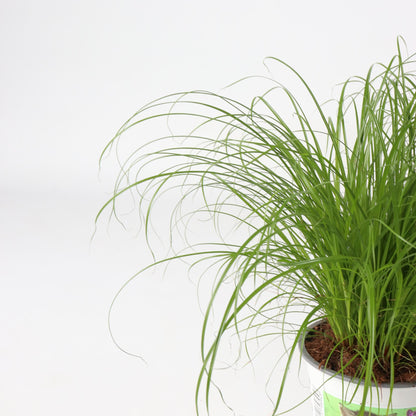 Hierba De Los Gatos - 4 Pzs - Cyperus Zumula - Altura 30-40cm - ⌀12cm_3