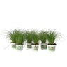 Hierba De Los Gatos - 6 Pzs - Cyperus Zumula - Altura 30-40cm - ⌀12cm