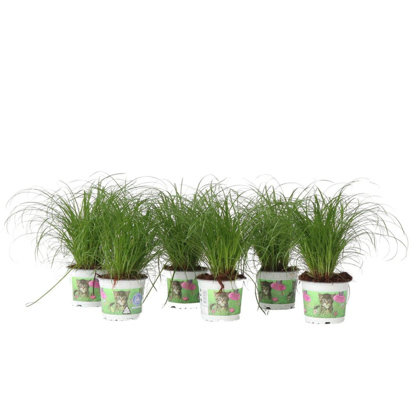 Hierba De Los Gatos - 6 Pzs - Cyperus Zumula - Altura 30-40cm - ⌀12cm_0