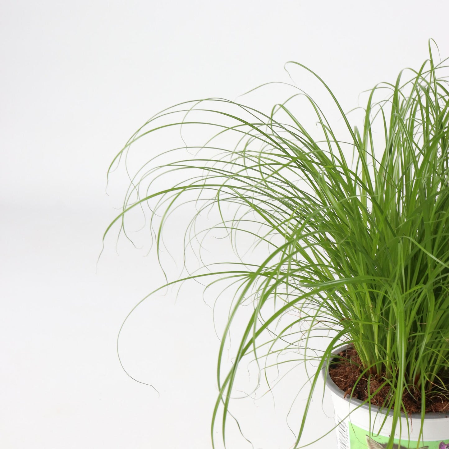 Hierba De Los Gatos - 6 Pzs - Cyperus Zumula - Altura 30-40cm - ⌀12cm_3
