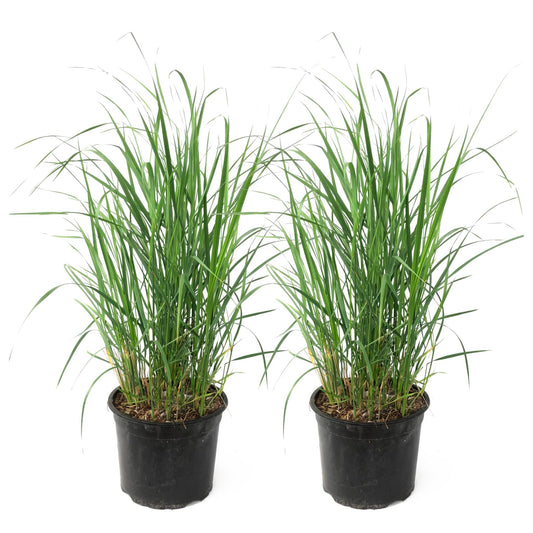 Hierba De Pluma - 2 Pzs - Calamagrostis 'karl Foerster' - Altura 40-60cm - ⌀23cm_0