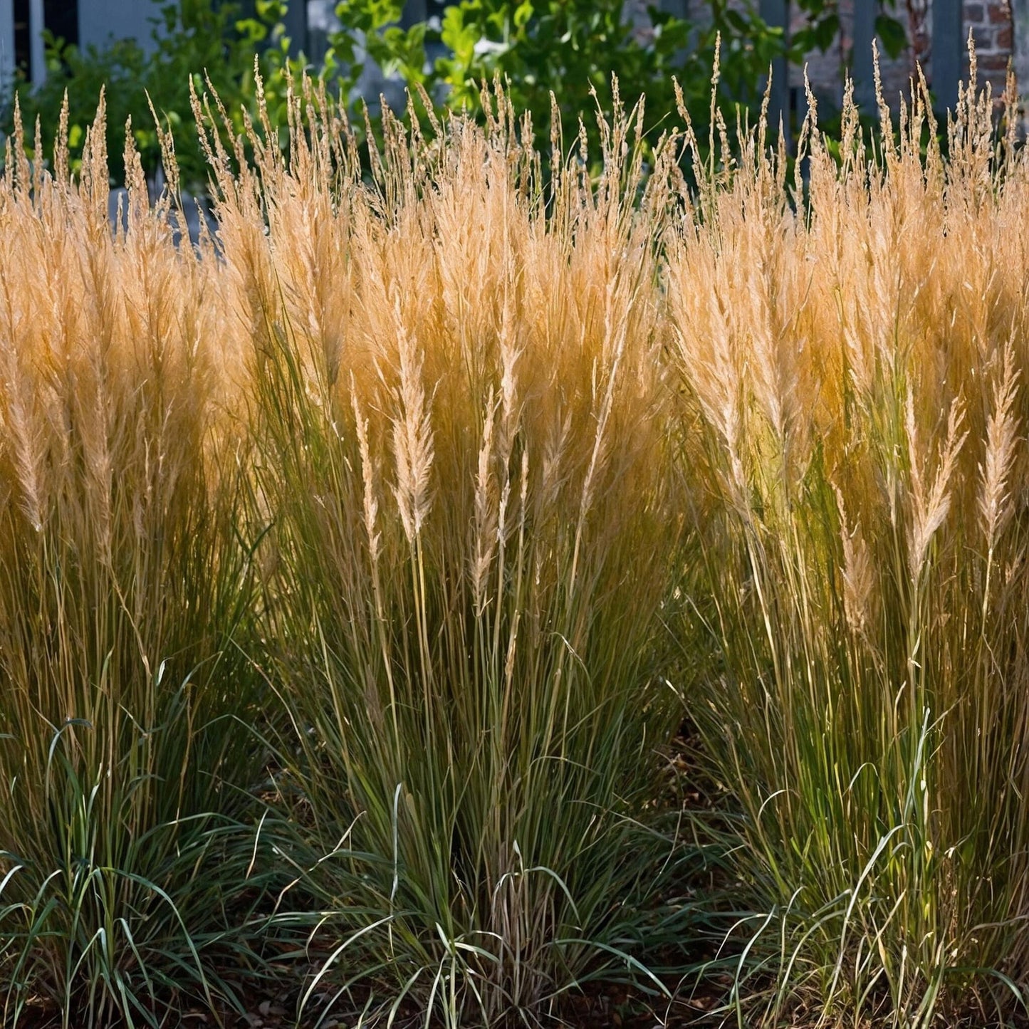 Hierba De Pluma - 2 Pzs - Calamagrostis 'karl Foerster' - Altura 40-60cm - ⌀23cm_1